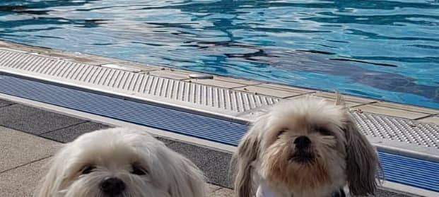 Pulheim: Hunde-Schwimmen in der Aquarena