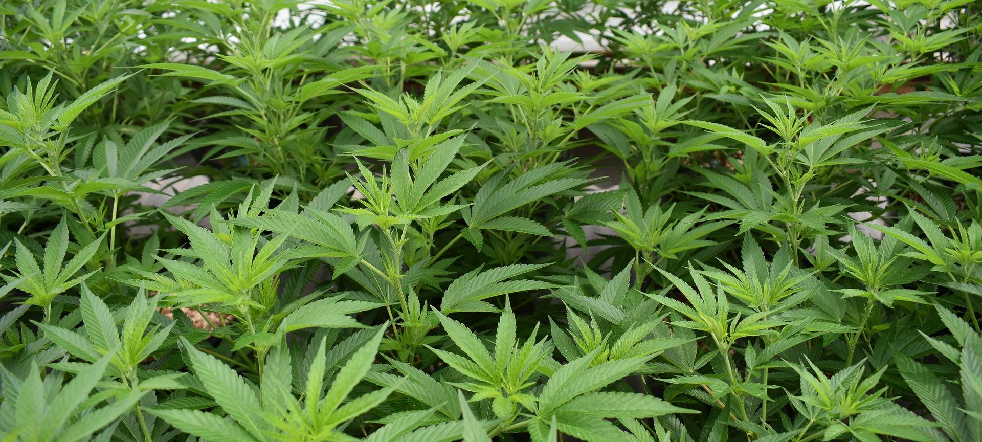 Cannabisplantage in Bedburg
