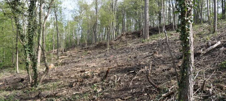 Blutspuren an Holzhütte im Königsdorfer Wald