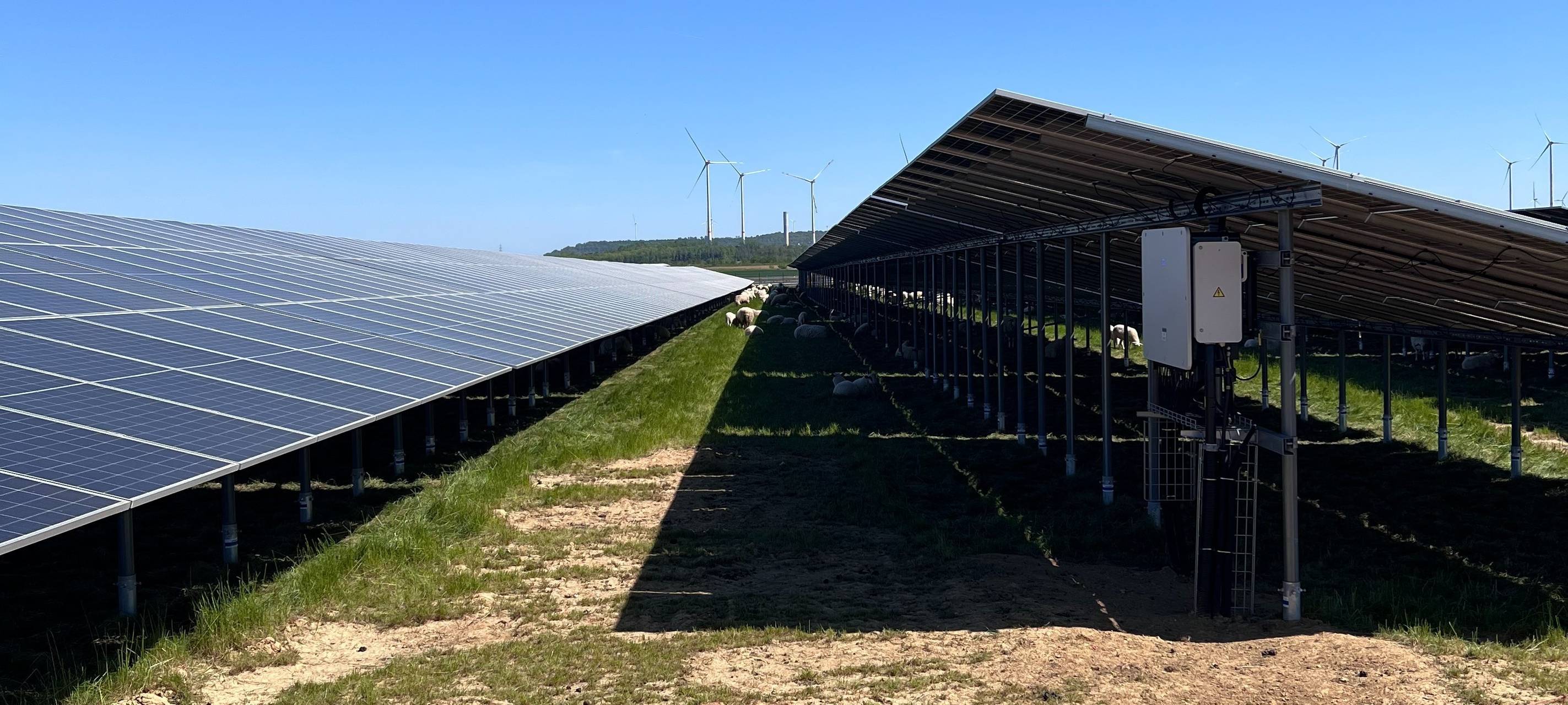 Bedburg: Schafe übernehmen Grünpflege im Solarpark