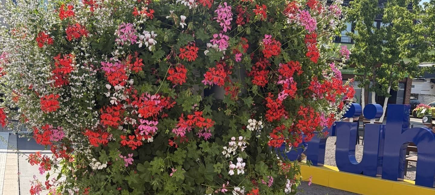 Brühl: Geranienfest in der Innenstadt