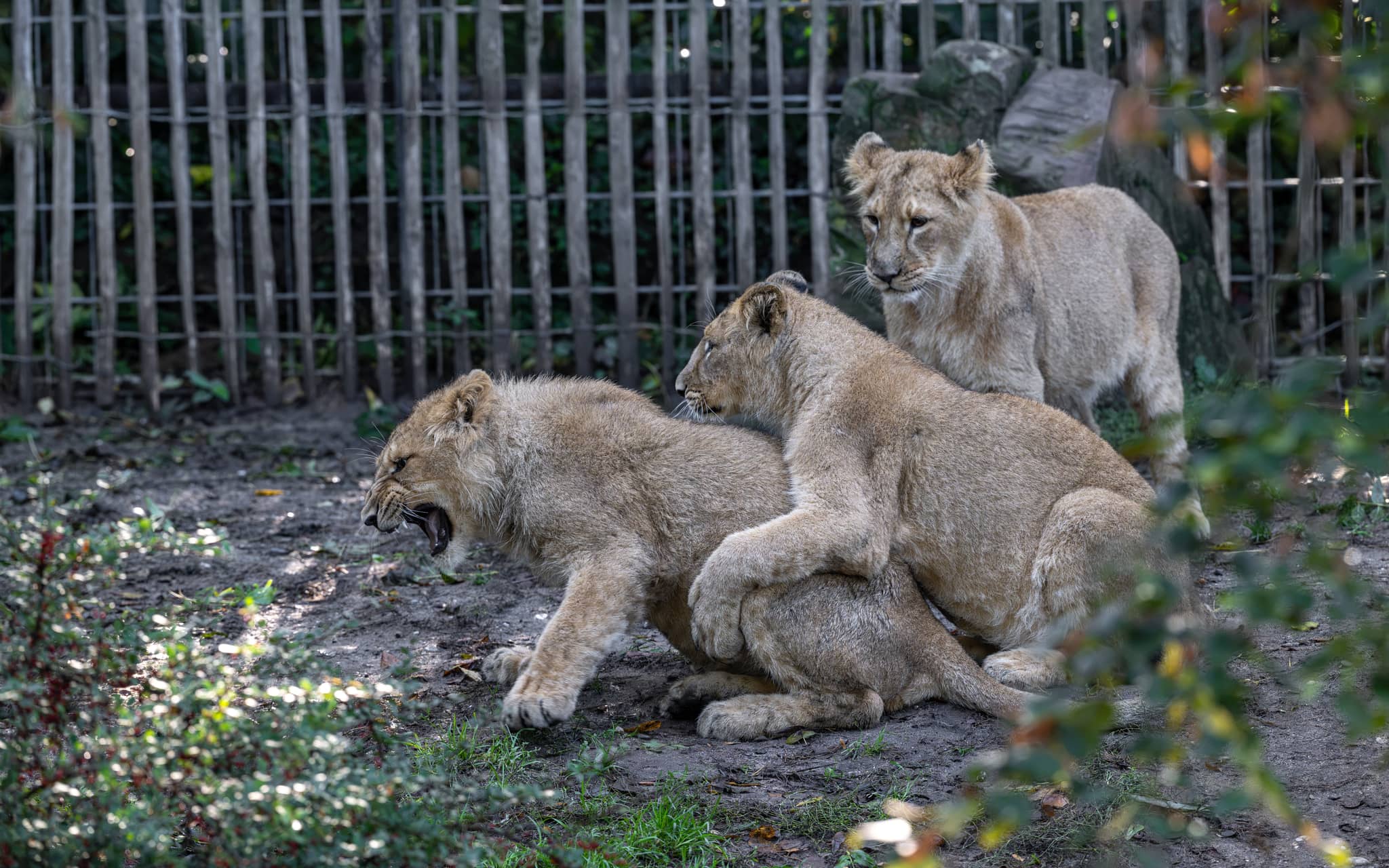 Kölner Zoo: Löwen-Nachwuchs entwickelt sich gut